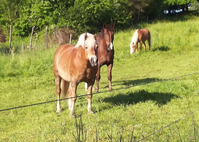 Am Sulzbach 아파트 Eusserthal